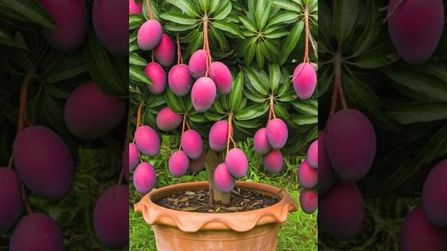 Technique for breeding mango tree #garden #fruittrees #fruit #live #graftingplants #garde #plumtree Technique for breeding mango tree #garden #fruittrees #fruit #live #graftingplants #garde #plumtree