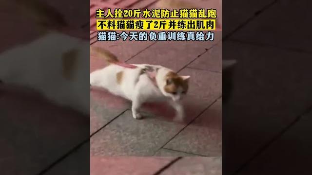 猫猫:今天的负重训练真给力#萌宠 #shortvideo #shorts 猫猫:今天的负重训练真给力#萌宠 #shortvideo #shorts