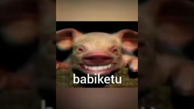 Lucu babi ketu Lucu babi ketu