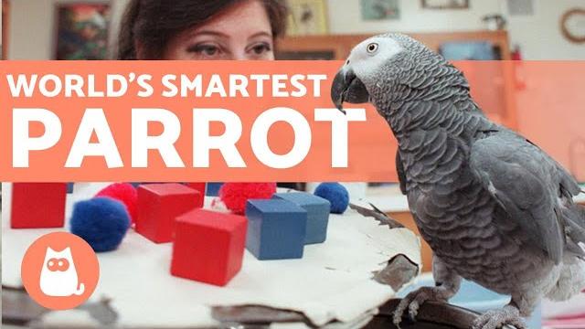 The smartest parrot in the world (alex the african gray) The smartest parrot in the world (alex the african gray)