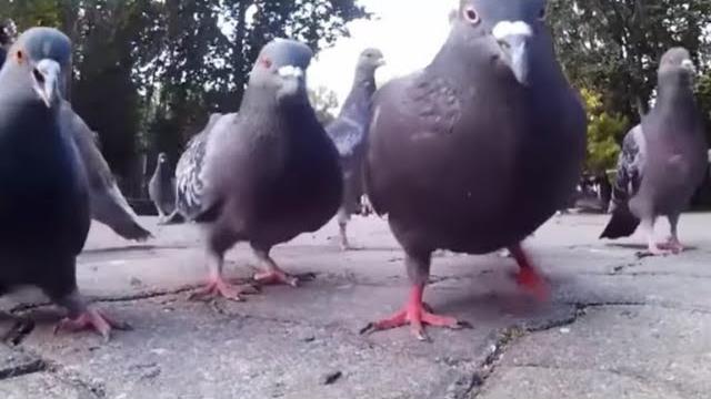 Голуби: звук голубя, голос голубя, воркование голубя Голуби: звук голубя, голос голубя, воркование голубя