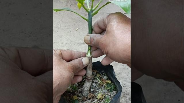 Grafting mangoes: 25 days later #shorts #mango #grafting #graden Grafting mangoes: 25 days later #shorts #mango #grafting #graden