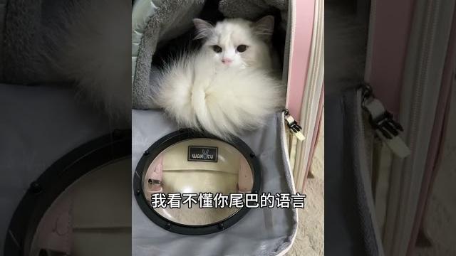居然被一只猫给嫌弃了看看我家猫咪在想什么 猫咪无语 萌宠出道计划 尤面团 布偶猫 居然被一只猫给嫌弃了看看我家猫咪在想什么 猫咪无语 萌宠出道计划 尤面团 布偶猫