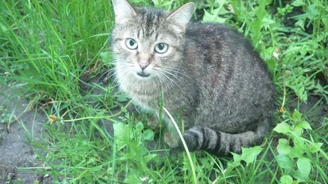 The lonely meow: a shy cat's plea The lonely meow: a shy cat's plea