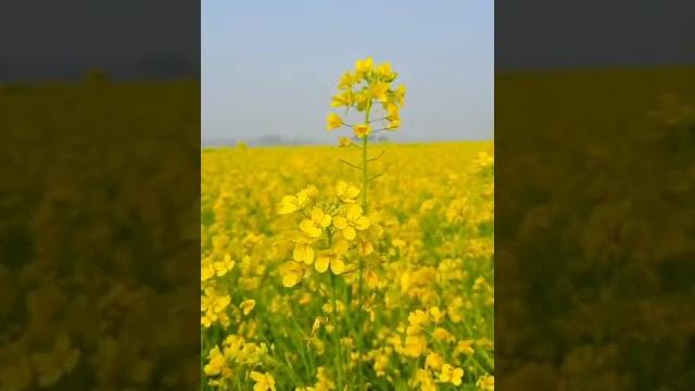 Turnip rape | #shorts Turnip rape | #shorts