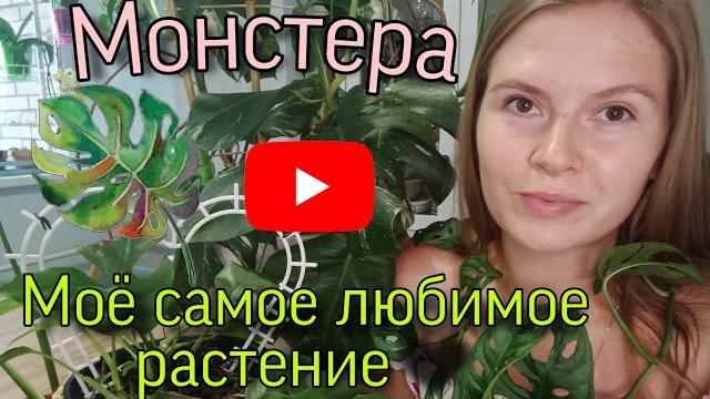Обзор моей коллекции монстер 2022/ самые редкие и дорогие сорта монстеры/ неприхотливые растения Обзор моей коллекции монстер 2022/ самые редкие и дорогие сорта монстеры/ неприхотливые растения
