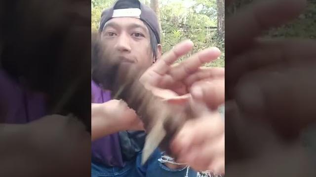 Makan tai sapi Makan tai sapi