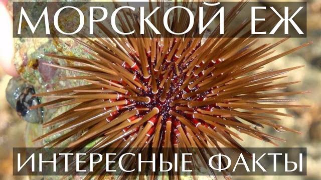 Морской еж интересные факты Морской еж интересные факты