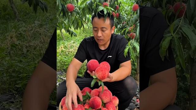 Try this mango fruits #shorts #nature #fruit Try this mango fruits #shorts #nature #fruit