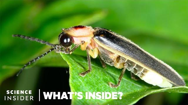 What's behind the firefly's glow | what's inside? What's behind the firefly's glow | what's inside?