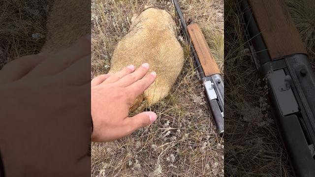 Как добыть сурка на весло? #охота #hunting Как добыть сурка на весло? #охота #hunting