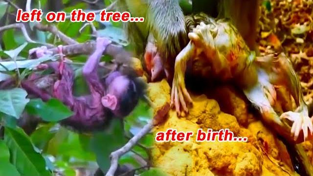 Just born and mom refuses to care poor newborn baby monkey is struggling to hold mother for warmth Just born and mom refuses to care poor newborn baby monkey is struggling to hold mother for warmth