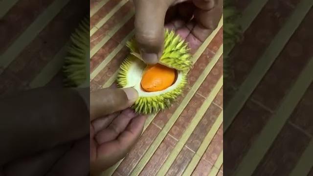Durian terkecil di kebun 2022 Durian terkecil di kebun 2022