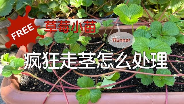 【种草莓】疯狂长走茎时需要这样做|如何在不伤害草莓母体的同时获取免费小苗 【种草莓】疯狂长走茎时需要这样做|如何在不伤害草莓母体的同时获取免费小苗