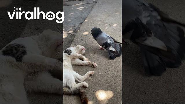 Pigeon wakes up sleeping cat || viralhog Pigeon wakes up sleeping cat || viralhog