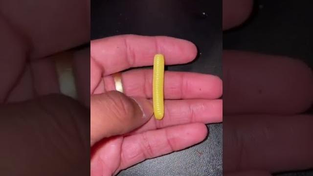 This was inside my pet!!! This was inside my pet!!!