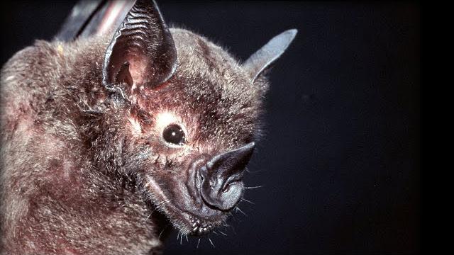 How do bats hunt their prey?| top bat | bbc earth How do bats hunt their prey?| top bat | bbc earth