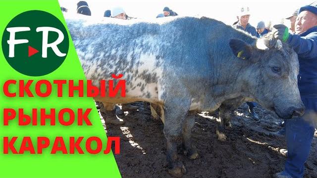 Столько скота я ещё не видел! скотный рынок - базар каракол. бычки на откорм, коровы, овцы, лошади. Столько скота я ещё не видел! скотный рынок - базар каракол. бычки на откорм, коровы, овцы, лошади.