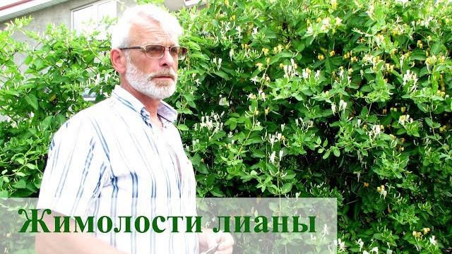 Жимолости лианы Жимолости лианы
