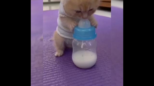 Cute cat drinking milk.... #shorts #petlover #funny Cute cat drinking milk.... #shorts #petlover #funny