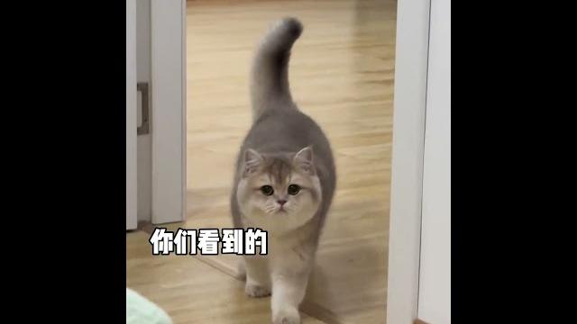 记忆中猫咪的样子 我记忆里的帕福#记录猫咪日常 #猫咪 #我镜头下的小猫 记忆中猫咪的样子 我记忆里的帕福#记录猫咪日常 #猫咪 #我镜头下的小猫