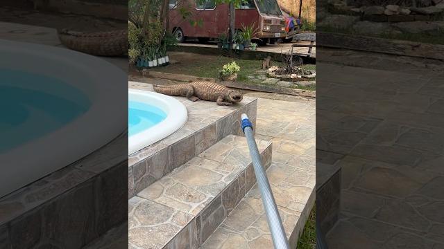 Piscina do jacaré #foryou #limpeza #fy #pool #satisfying #viral #satisfy #piscinas #satisfatorio Piscina do jacaré #foryou #limpeza #fy #pool #satisfying #viral #satisfy #piscinas #satisfatorio