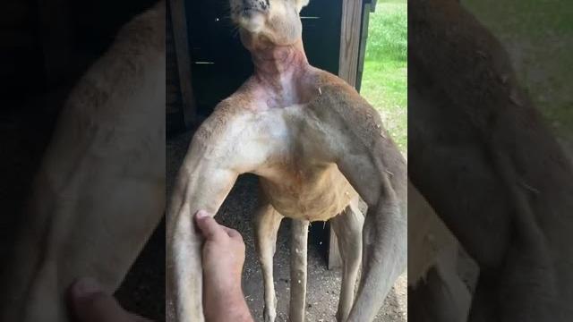 Everything’s bigger in texas... including kangaroos Everything’s bigger in texas... including kangaroos