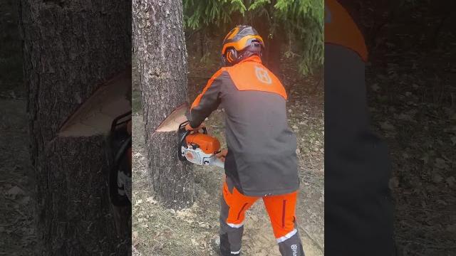 Направленная валка деревьев #arboristika #tree #arboristlife #chainsaw #chainsawman #stihl #вальщик Направленная валка деревьев #arboristika #tree #arboristlife #chainsaw #chainsawman #stihl #вальщик