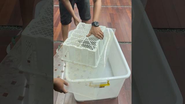 Catching kids musang at home Catching kids musang at home