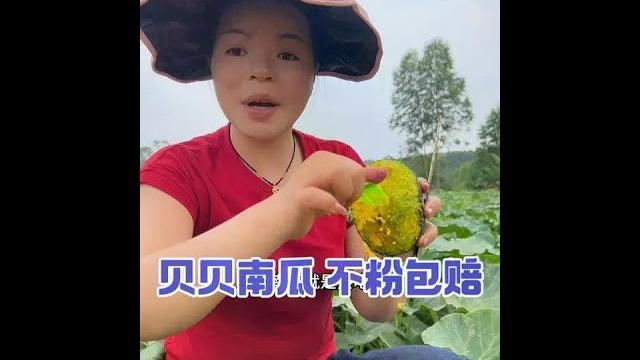 Babe pumpkin # babe pumpkin # chestnut pumpkin # plum zipper # agriculture # rural life # daily lif Babe pumpkin # babe pumpkin # chestnut pumpkin # plum zipper # agriculture # rural life # daily lif
