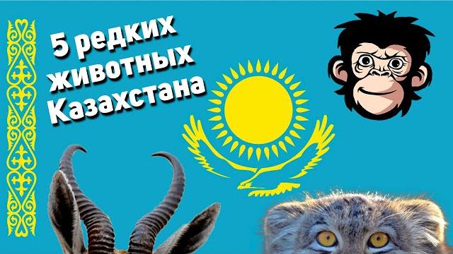 5 редких животных казахстана! 5 редких животных казахстана!