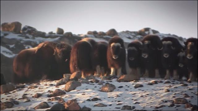 Arctic wildlife in greenland Arctic wildlife in greenland