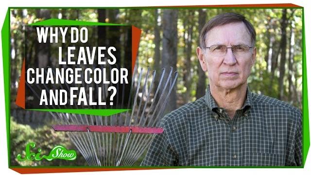Why do leaves change color and fall? Why do leaves change color and fall?