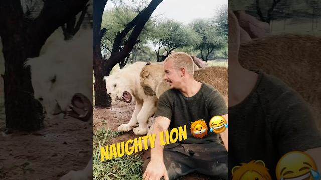 Naughty lion! Naughty lion!