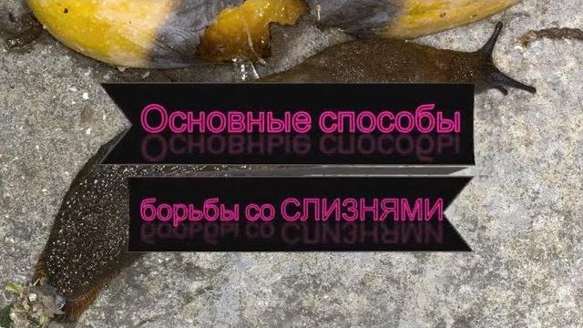 Слизни! основные способы борьбы с вредителями. Слизни! основные способы борьбы с вредителями.