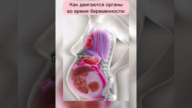 Как двигаются органы во время беременности? Как двигаются органы во время беременности?