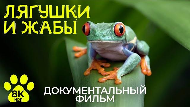 Мир жаб и лягушек – уникальные кадры земноводных в 8к hdr | документальный фильм о природе Мир жаб и лягушек – уникальные кадры земноводных в 8к hdr | документальный фильм о природе