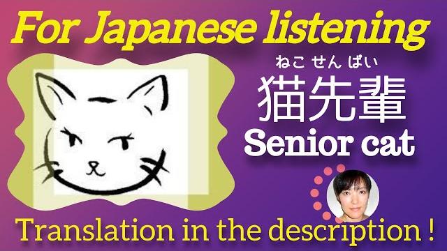 Senior cat - joi japanese teachers blog Senior cat - joi japanese teachers blog
