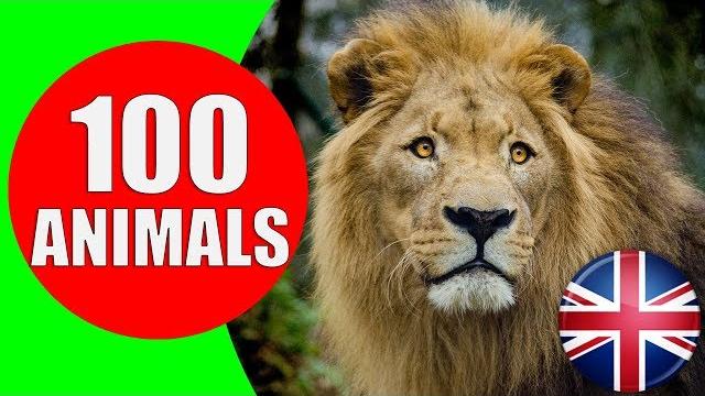 Animals for kids to learn - 100 animals for kids, toddlers and babies in english | educational video Animals for kids to learn - 100 animals for kids, toddlers and babies in english | educational video