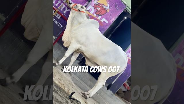 Bachi available in ddf 2025 #shortsfeed #shorts #yotubeshorts #reels #trendingreels #shortsvideo #ox Bachi available in ddf 2025 #shortsfeed #shorts #yotubeshorts #reels #trendingreels #shortsvideo #ox
