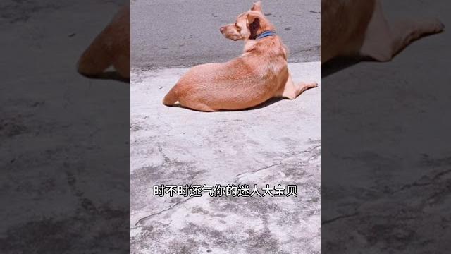 迷人大寶貝🫰 #dog 迷人大寶貝🫰 #dog