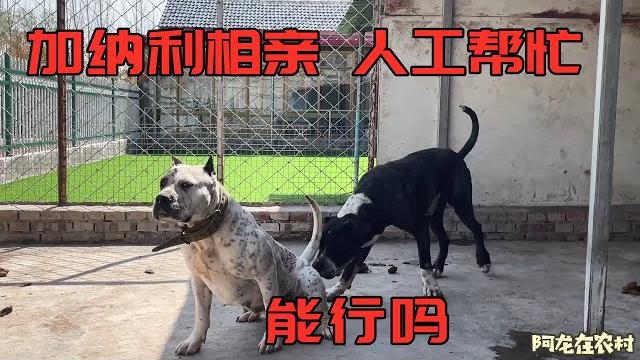 大型猛犬相亲现场,母犬不配合只好人工帮忙,这样能配上吗? 大型猛犬相亲现场,母犬不配合只好人工帮忙,这样能配上吗?