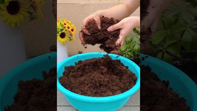 这个椰砖真是好,种花种菜少不了,再也不用为找不到土而发愁了 这个椰砖真是好,种花种菜少不了,再也不用为找不到土而发愁了