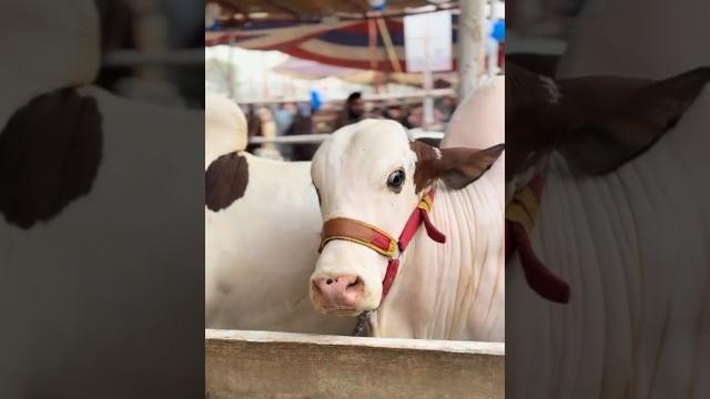 Molla kardu karam #mashallah #qurbani #trend Molla kardu karam #mashallah #qurbani #trend