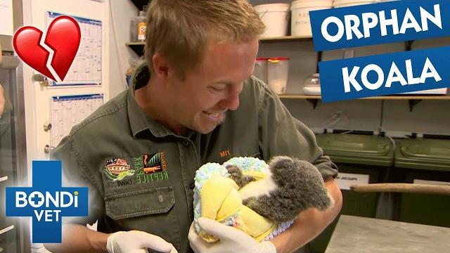 Baby koala needs to eat poo to survive | bondi vet Baby koala needs to eat poo to survive | bondi vet