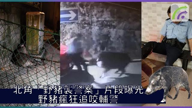 北角「野豬襲警案」片段曝光野豬瘋狂追咬輔警 北角「野豬襲警案」片段曝光野豬瘋狂追咬輔警