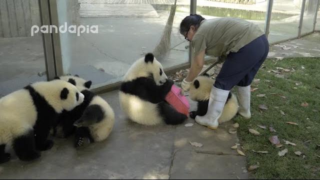 Panda cubs and nanny mei’s war ⅱ Panda cubs and nanny mei’s war ⅱ