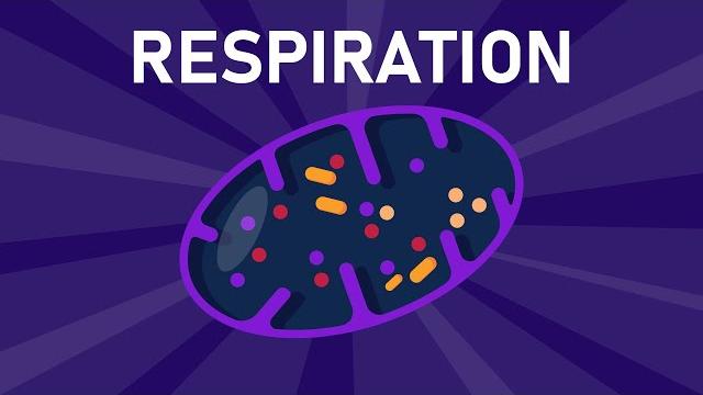 Aerobic and anaerobic respiration Aerobic and anaerobic respiration