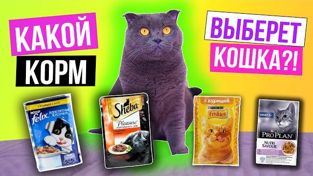 Какой корм и лакомства выберет кошка Какой корм и лакомства выберет кошка