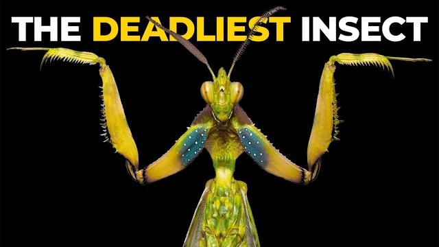 The insane biology of: the praying mantis The insane biology of: the praying mantis